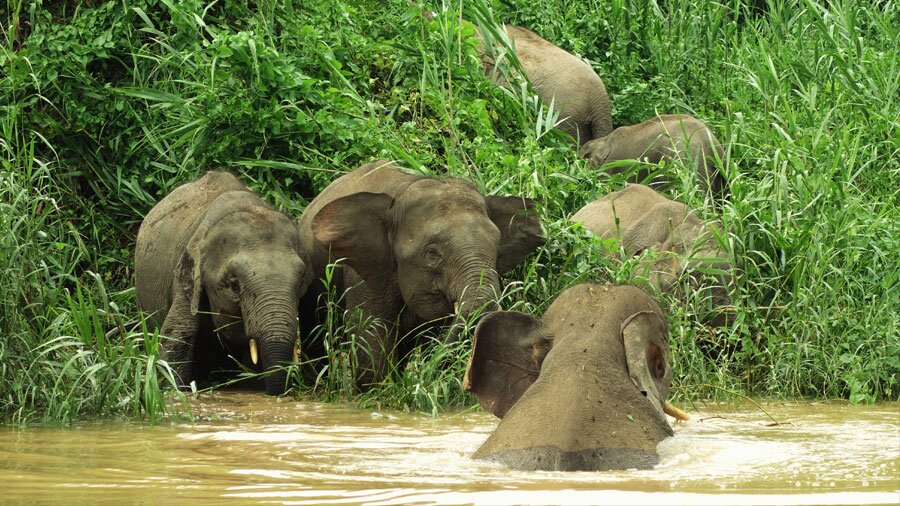 Borneo rainforest